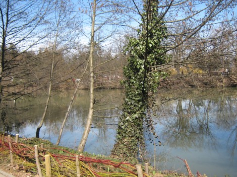 Tivolski ribnik