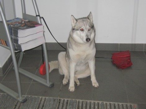 Husky pridno čaka pred knjižnico