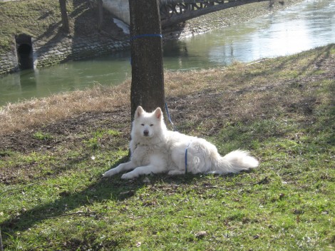 Samojed ob Ljubljanici
