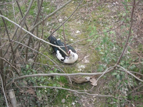 Ob reki Noncello živijo različne vrste ptic