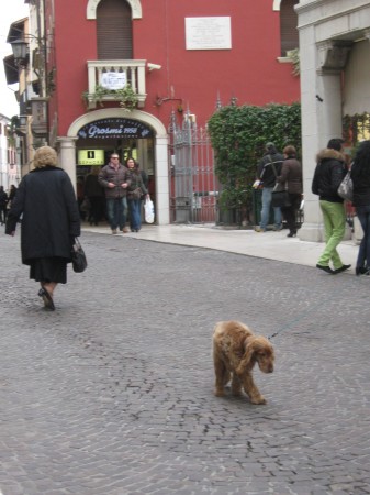 Italijani obožujejo pse, jaz tudi. Na vsakem koraku kakšnega srečaš.