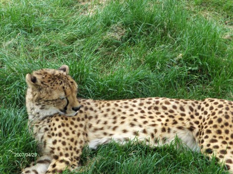 gepard v dremežu