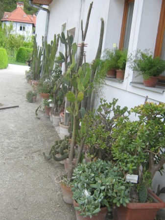 Zbirka kaktusov različnih oblik in dimenzij.