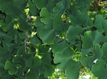 Ginko biloba, Botanični vrt Univerze v Mariboru