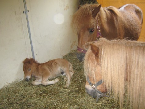 Mali Viki pod budnim nadzorstvom mame in tete mogoče.