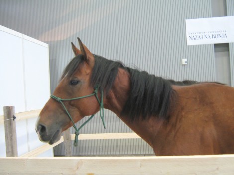 Terapevtski konj fundacije Nazaj na konja.