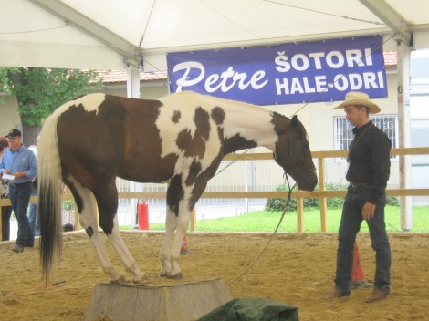 Parelli, uspeh brez nasilja, partnerstvo brez gospodovalnosti, sozvočje brez prisile...