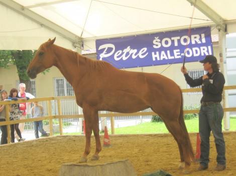 Italijanski tim Parelli pravi, da je konjeništvo mnogo več kot jahanje.