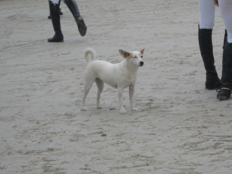 Ja, brez malih hišnih ljubljenčkov pač ne gre, tudi na konjeniškem festivalu ne.
