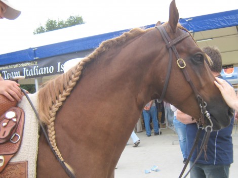 Zadnja konjska moda je poševno spletanje grive v kitko.