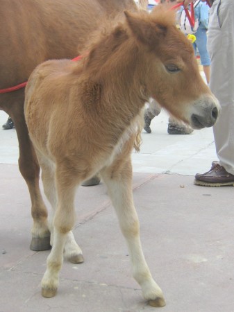 Shetlandski poni Viki, danes ima že 12 dni.