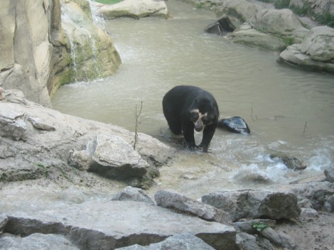 Medved očalar, Orso Andino, izvira iz Južne Amerike, živi v gozdovih ob vznožju Andov.